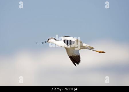 Avocet eurasien (Recurvirostra avocat) adulte, appelant, en vol, Norfolk, Angleterre, Royaume-Uni Banque D'Images