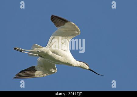 Avocet eurasien (Recurvirostra avocat) adulte, en vol, marais d'Elmley, Kent, Angleterre, Royaume-Uni Banque D'Images