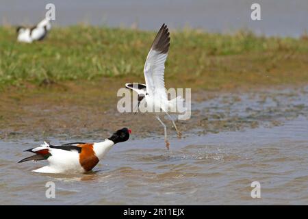 Avocet eurasien (Recurvirostra avosetta) adulte, défendant le nid de la Shelduck (Tadorna tadorna) adulte mâle, Réserve des marais CLEY Banque D'Images