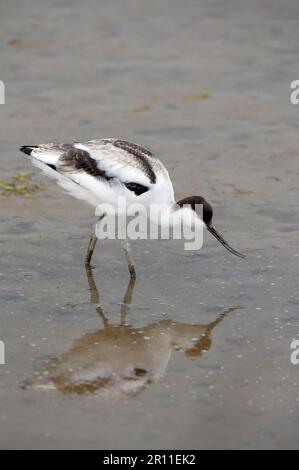 Avocet eurasien (Recurvirostra avocetta) juvénile, se nourrissant dans des eaux peu profondes et boueuses, réserve de Titchwell RSPB, Norfolk, Angleterre, Royaume-Uni Banque D'Images