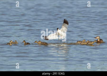 Avocet eurasien (Recurvirostra avocetta) adulte, en vol, attaquant le Canard colvert (Anas platyrhynchos) adulte femelle et canetons traversant le territoire Banque D'Images