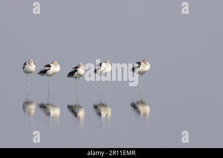 American Avocet (Recurvirostra americana) cinq adultes, plumage d'hiver, rôdage dans des eaux peu profondes avec réflexions, Merrit Island N. W. R. Florida Banque D'Images
