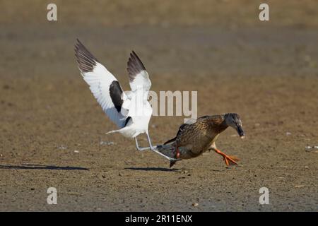 Avocet eurasien (Recurvirostra avocetta) adulte, en vol, attaquant le Canard colvert (Anas platyrhynchos) adulte traversant le territoire femelle, Minsmere RSPB Banque D'Images