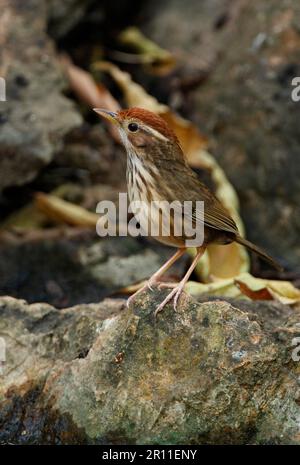 Babbler à rayures, Babbler à rayures, oiseaux chanteurs, animaux, oiseaux, Babbler à gorge feuilletée (Pellorneum ruficeps) adulte, perchée sur la roche Banque D'Images