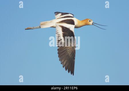 American Avocet (Recurvirostra americana) adulte, plumage reproducteur, appelant en vol, Klamath N. W. R. Oregon (U.) S. A. Banque D'Images