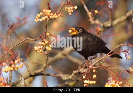 European Blackbird (Turdus merula) adulte mâle, se nourrissant de baies de rowan jaunes, Notinghamshire, Angleterre, Royaume-Uni Banque D'Images