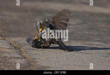 European Blackbird (Turdus merula) deux mâles adultes, Fighting, Norfolk, Angleterre, Royaume-Uni Banque D'Images