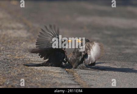 European Blackbird (Turdus merula) deux mâles adultes, Fighting, Norfolk, Angleterre, Royaume-Uni Banque D'Images