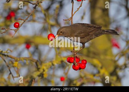 European Blackbird (Turdus merula) adulte femelle, se nourrissant de l'écrevisse, Norfolk, Angleterre, Royaume-Uni Banque D'Images