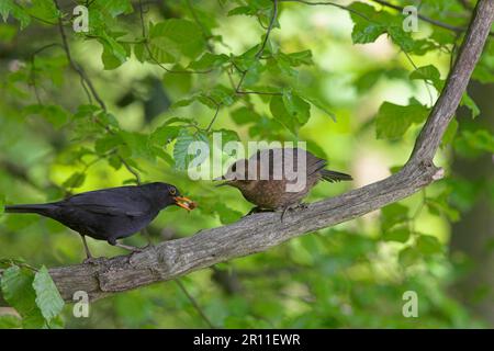 Blackbird, blackbird, Blackbirds (Turdus merula), oiseaux chanteurs, animaux, Birds, European Blackbird adulte mâle, on Feeding Fledgling, Borders, Écosse Banque D'Images