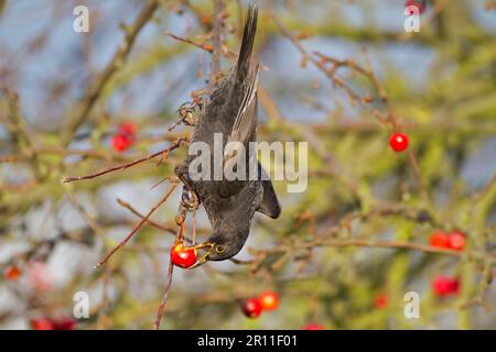 European Blackbird (Turdus merula) adulte mâle, se nourrissant de l'écrevisse, Norfolk, Angleterre, Royaume-Uni Banque D'Images