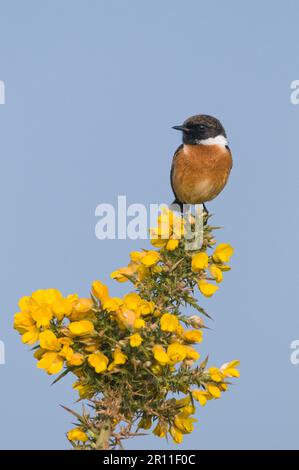 Saxicola torquatusniolan Stonechat, Stonechat, oiseaux chanteurs, animaux, oiseaux, Mastéchat africain commun (Saxicola torquata) adulte mâle, perché sur Banque D'Images