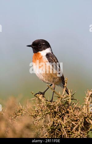 Saxicola torquatusniolan Stonechat, Stonechat, oiseaux chanteurs, animaux, oiseaux, Mastonechat africain commun (Saxicola torquata) adulte mâle, plumage d'été Banque D'Images