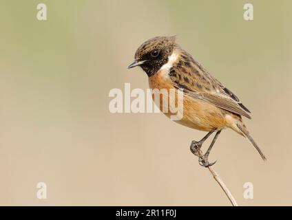 Saxicola torquatusniolan Stonechat, Stonechat, oiseaux chanteurs, animaux, oiseaux, Mastéchat africain commun (Saxicola torquata) adulte mâle, perchée sur roseau Banque D'Images