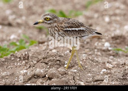 Curade de pierre eurasienne (Burhinus oedicnemus) adulte, marchant dans le champ, Norfolk, Angleterre, Grande-Bretagne Banque D'Images
