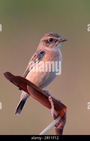 Siberian Stonechat (Saxicola maurus), mâle de premier hiver, perché sur la tige, long Valley, Hong Kong, Chine Banque D'Images