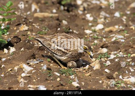 Coursier de pierre eurasien (Burhinus oedicnemus) adulte, s'installant sur un nid, Gooderstone, Breckland, Norfolk Banque D'Images