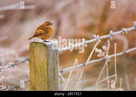 Commune Stonechat (Saxicola torquata) adulte femelle, perchée sur un poste de clôture recouvert de gel, Dumfries et Galloway, Écosse, Royaume-Uni Banque D'Images