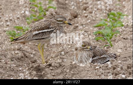 Le coursier de pierre eurasien (Burhinus oedicnemus) paire adulte, changeant au nid dans le champ, Norfolk, Angleterre, Grande-Bretagne Banque D'Images