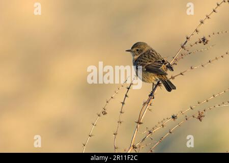 Saxicola torquatusniolan Stonechat, Stonechat, oiseaux chanteurs, animaux, oiseaux, Mastéchat africain commun (Saxicola torquata) femelle adulte, perchée sur la tige Banque D'Images