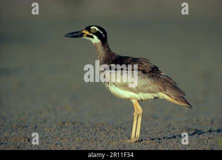 Plage en pierre-curlew (Esacus giganteus) adulte, lumière du soir, Australie Banque D'Images