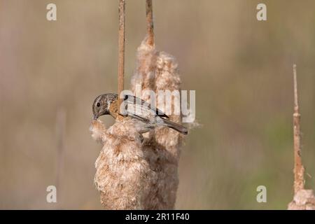 Saxicola torquatusniolan Stonechat, Stonechat, oiseaux chanteurs, animaux, oiseaux, Mastonechat africain commun (Saxicola torquata) adulte femelle, collectant Banque D'Images