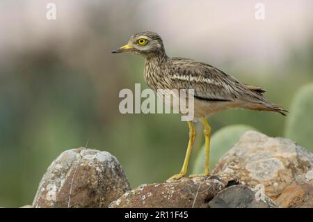 Pierre-courlis eurasien (Burhinus oedicnemus insularum) adulte, debout sur la roche, Fuerteventura, îles Canaries Banque D'Images