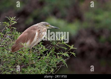 Heron de Spacco (Ardeola ralloides), adulte, sur la buisson de l'oléandre (Nerium oleander), Lesvos, Grèce Banque D'Images