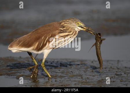 Chine Pond-heron (Ardeola bacchus) adulte, plumage non reproductif, avec poissons-mudskipper proies dans le bec, marchant sur le bord de la mudbank, Nam sang Wai, Hong Kong Banque D'Images