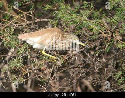 Héron indien de l'étang (Ardeola grayii) pêche à partir de la perche dans la zone de briar, Inde Banque D'Images