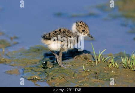 Jeune, debout sur la boue, Breckland, Norfolk, Angleterre, Grande-Bretagne Banque D'Images