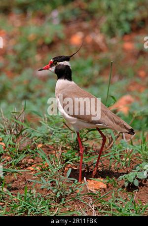 laponie à tête noire (Vanellus tectus), animaux, oiseaux, échassiers, Pluvier à tête noire adulte, Marche, Tsavo West N. P. Kenya Banque D'Images