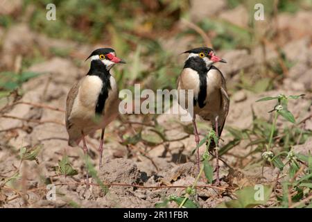 Pluvier à tête noire (Vanellus tectus) deux adultes, debout dans l'allotissement, Gambie Banque D'Images