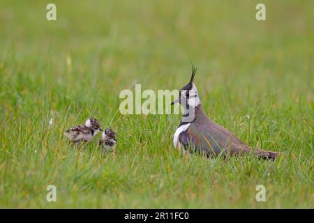 North Northern lapwing (Vanellus vanellus), femelle adulte et deux poussins nouvellement éclos, Suffolk, Angleterre, Royaume-Uni Banque D'Images