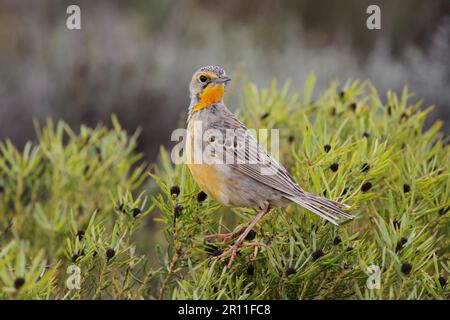 Longclaw à gorge orange (Macronyx capensis) femelle adulte, perchée sur le Bush dans les fynbos, Bontebok N. P. Western Cape, Afrique du Sud Banque D'Images