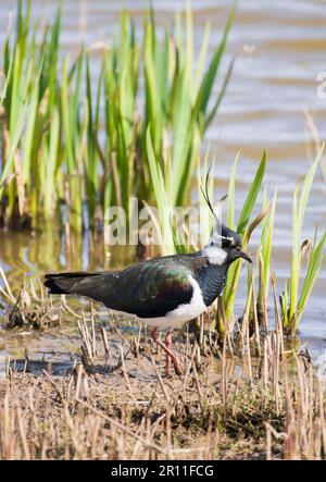 laponge du Nord (Vanellus vanellus) adulte mâle, plumage d'été, migrant le long du bord du lit redédré, réserve de Minsmere RSPB, Suffolk, Angleterre Banque D'Images