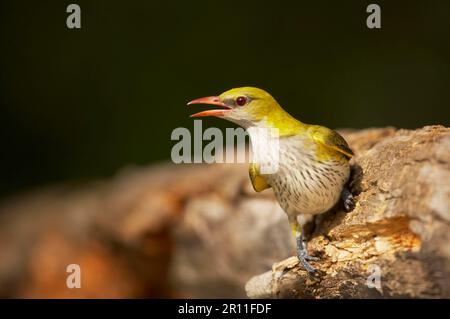 Golden Oriole, Golden Oriole adulte femelle, perchée en bois, Hongrie, oorioles d'or eurasien (Oriolus oriolus), Whitsundays, oiseaux chanteurs Banque D'Images