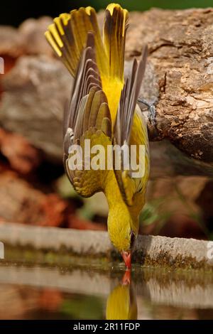 Golden Oriole, Golden Oriole adulte femme, boire de la piscine boisée, Hongrie, été, oiseaux, oiseaux chanteurs, oiseaux chanteurs, animaux, or eurasien Banque D'Images