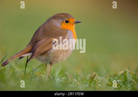 Rouge-gorge européen (erithacus rubecula) adulte, à plumes soufflées, debout au sol, Dumfries et Galloway, Écosse, Royaume-Uni Banque D'Images
