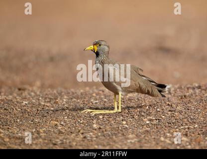 lapwing africain (Vanellus senegallus), adulte, assis sur le sable, Niokolo-Koba, Sénégal Banque D'Images