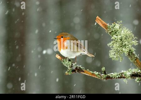 Robin européenne (erithacus rubecula) adulte, perchée sur une branche couverte de lichen, en chute de neige, Forêt Abernethy N. R. Cairngorms N. P. Highlands, Écosse Banque D'Images