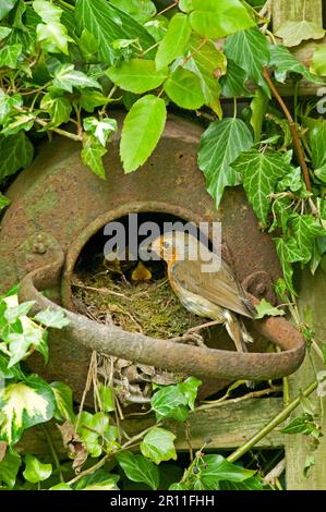 Robin européen (erithacus rubecula) adulte, nourrissant des poussins au nid, nichant dans l'ancienne bouilloire de fer, Sussex, Angleterre, Royaume-Uni Banque D'Images