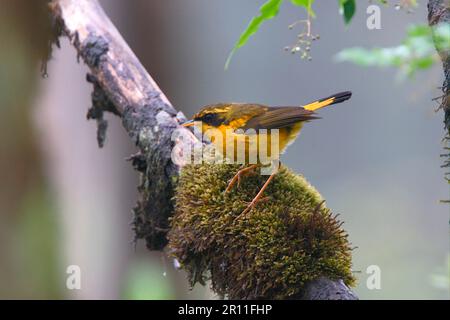 Golden Bush-Robin (Tarsiger chrysaeus) adulte, perchée sur le Sichuan mossy, Chine, oiseaux chanteurs, animaux, oiseaux, Golden Bush-Robin (Tarsiger chrysaeus) Banque D'Images