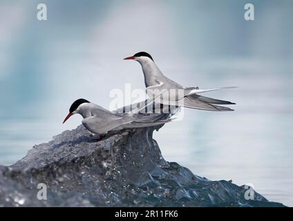 Sternes arctiques (Sterna paradisea) sternes arctiques, animaux, oiseaux, sternes arctiques adultes, perchés sur l'iceberg noirci, lagon de Jokulslaron, Islande Banque D'Images