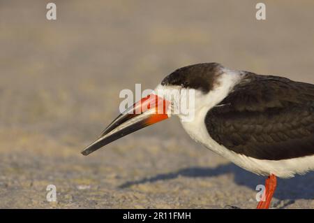 Black Skimmer (Rynchops niger) adulte, gros plan de la tête, fort de Soto, Floride (U.) S. A. Banque D'Images