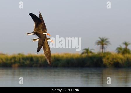 Skimmer africain (Rynchops flavirostris) deux adultes, en vol au-dessus de l'habitat des terres humides, rivière Okavango, delta d'Okavango, Botswana, été Banque D'Images