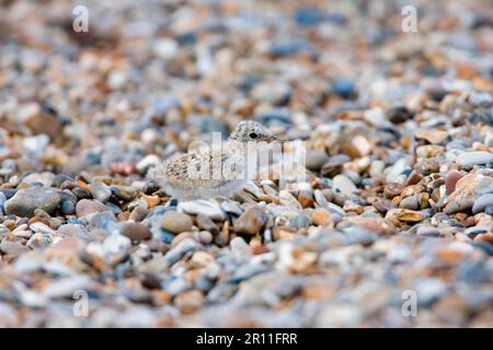 Little terns (Sterna albifrons) camouflé sur une plage de galets, Minsmere RSPB Reserve, Suffolk, Angleterre, Royaume-Uni Banque D'Images