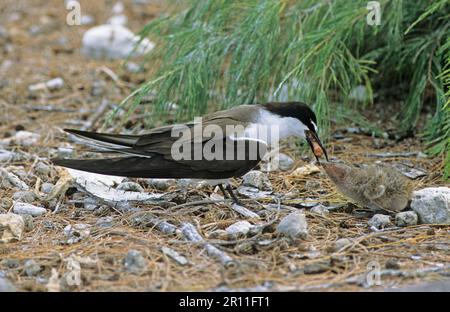 Sterne bridée (Sterna anaethetus), poussin adulte, Lady Elliot is. Queensland, Australie Banque D'Images