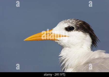 Sterne royale (Sterna maxima) adulte, plumage d'hiver, gros plan de la tête, fort de Soto, Floride (U.) S. A. Banque D'Images