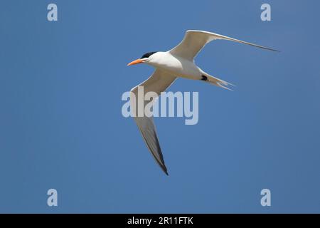 Sterne royale (Sterna maxima) adulte, plumage reproductrice, en vol, sur la côte, Texas (U.) S. A. Banque D'Images